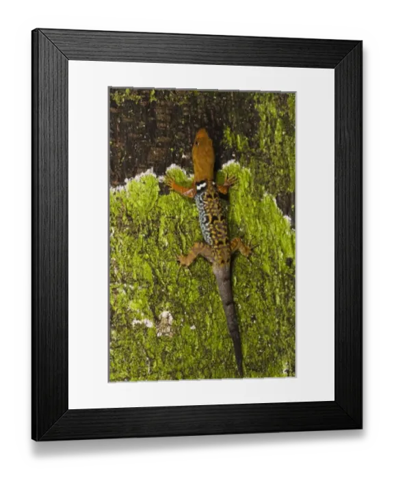 Framed Print : Central America, Ecuador