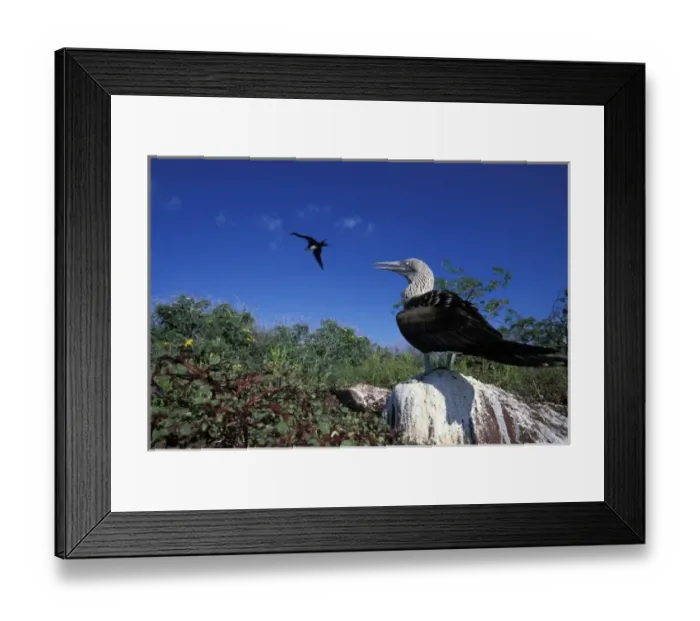 Framed Print : Ecuador, Galapagos Islands, Blue-Footed Boobie (Sula nebouxii) standing at ground