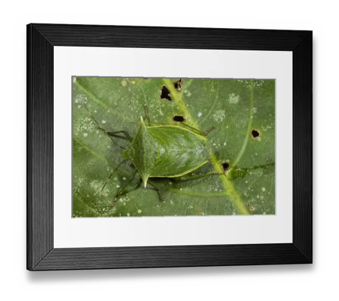 Framed Print : Shield Bug (Pentatomoidea), Napo River bordering Yasuni National Park, Amazon Rainforest Framed Print : Shield Bug (Pentatomoidea), Napo River bordering Yasuni National Park, Amazon Rainforest