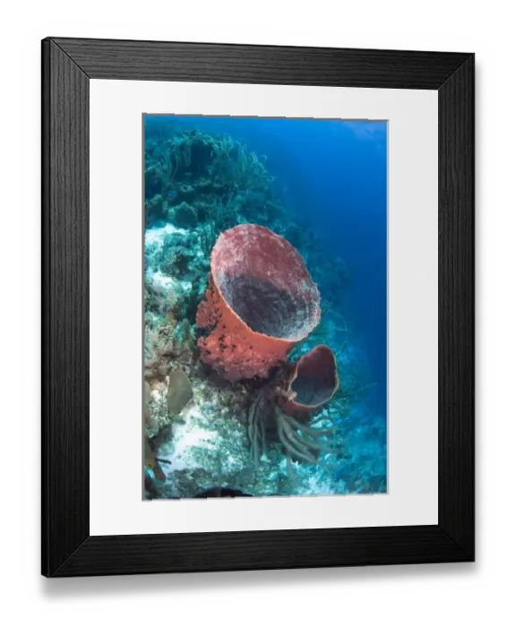Framed Print : Giant Barrel Sponge (Xestospongia muta) Coral Reef Island, Belize Barrier Reef. Second Framed Print : Giant Barrel Sponge (Xestospongia muta) Coral Reef Island, Belize Barrier Reef. Second