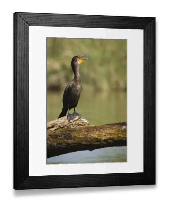 Framed Print : Central America, Belize Framed Print : Central America, Belize