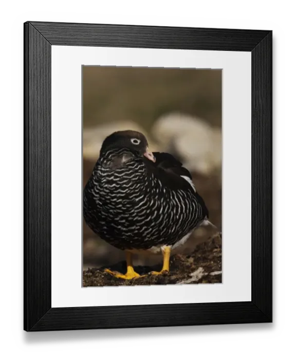 Framed Print : South America, Falkland Islands Framed Print : South America, Falkland Islands