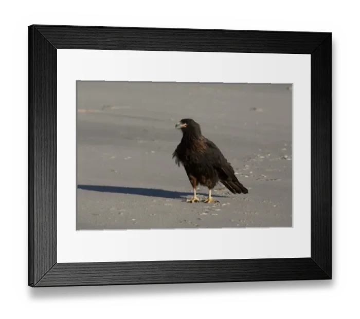 Framed Print : South America, Falkland Islands Framed Print : South America, Falkland Islands