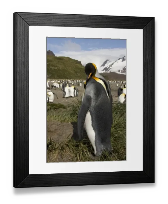 Framed Print : King Penguin, Aptenodytes patagonica, in colonies in the Falkland Islands, Antarctica Framed Print : King Penguin, Aptenodytes patagonica, in colonies in the Falkland Islands, Antarctica