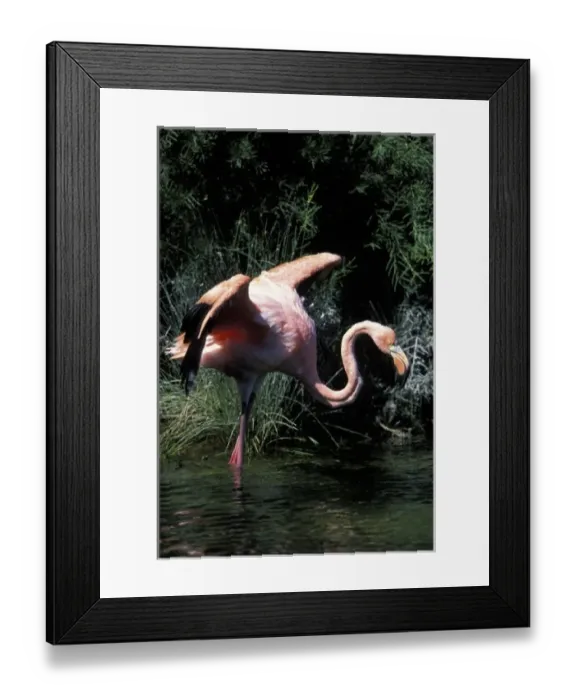 Framed Print : Ecuador, Galapagos Islands, Flamingo (Phoenicopterus ruber) standing in lagoon near Framed Print : Ecuador, Galapagos Islands, Flamingo (Phoenicopterus ruber) standing in lagoon near