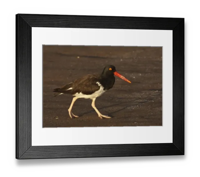 Framed Print : American Oystercatcher (Haematopus palliatus). Santiago Island, Galapagos Islands, Ecuador
