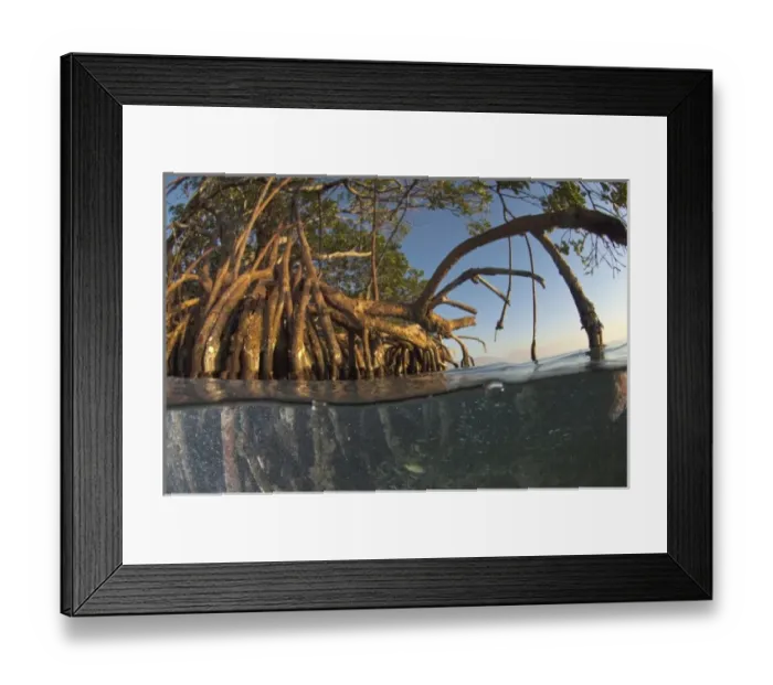 Framed Print : Red Mangrove (Rhizophora mangle) Belize, Central America Framed Print : Red Mangrove (Rhizophora mangle) Belize, Central America