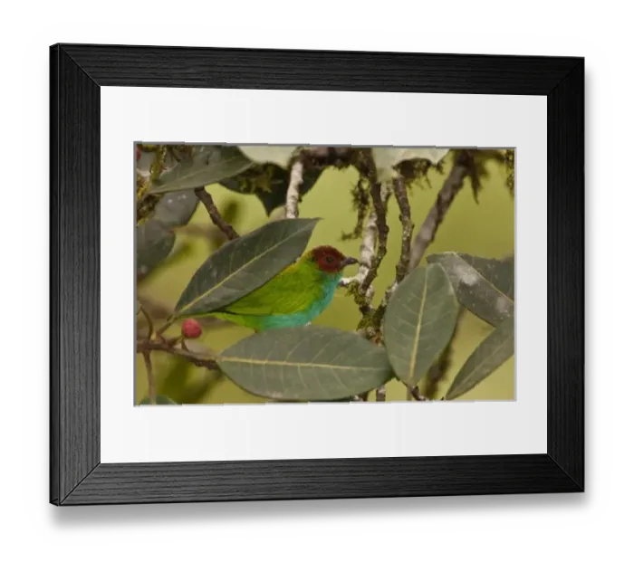 Framed Print : Central America, Ecuador Framed Print : Central America, Ecuador
