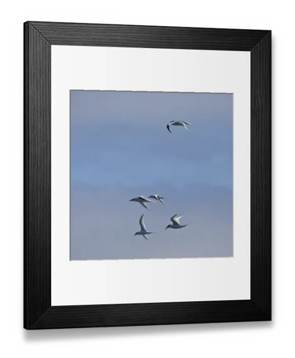 Framed Print : Ecuador. Red-billed Tropicbirds in flight at Espaniola Island in the Galapagos Framed Print : Ecuador. Red-billed Tropicbirds in flight at Espaniola Island in the Galapagos