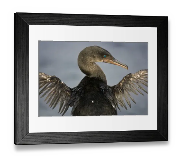 Framed Print : Ecuador. Flightless Cormorant drying out its stunted wings on Fernanadina Island in the Galapagos Framed Print : Ecuador. Flightless Cormorant drying out its stunted wings on Fernanadina Island in the Galapagos