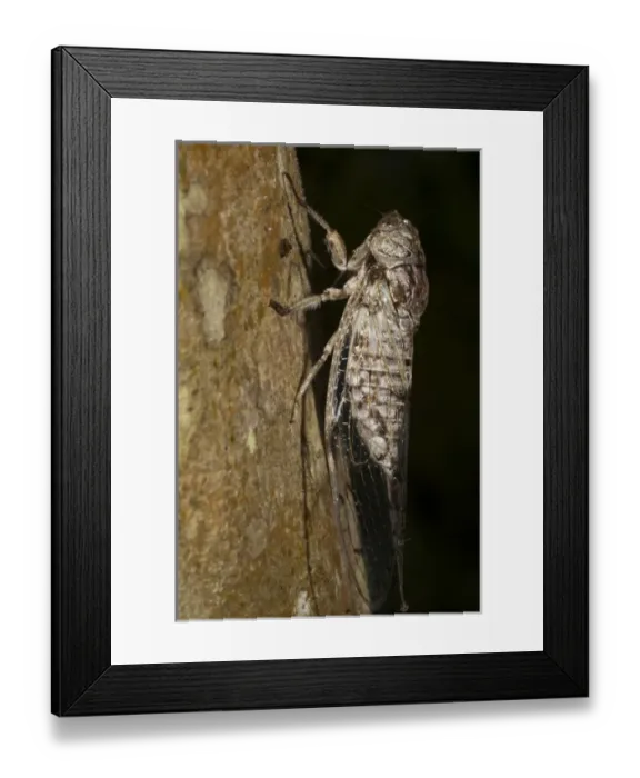 Framed Print : Cicada (Cicadidae), Napo River bordering Yasuni National Park, Amazon Rainforest, Ecuador Framed Print : Cicada (Cicadidae), Napo River bordering Yasuni National Park, Amazon Rainforest, Ecuador
