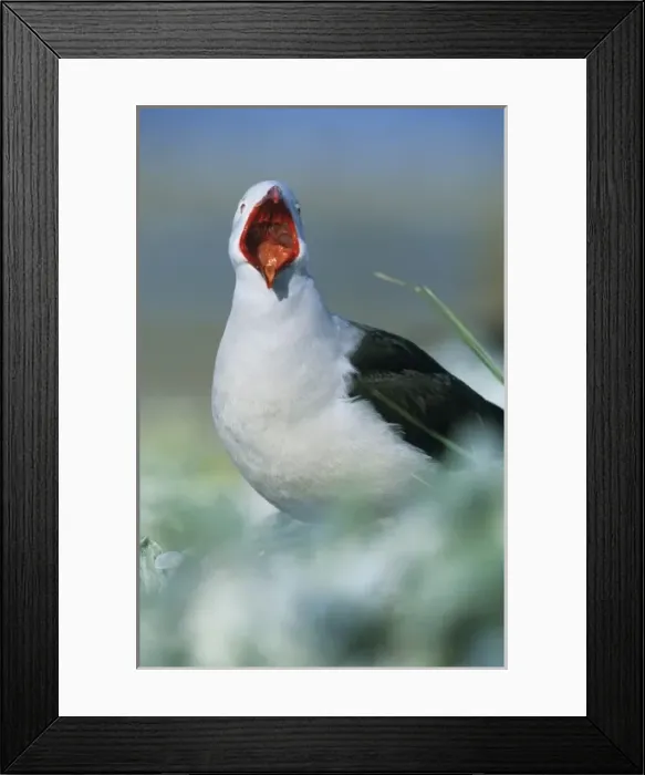 Framed Print : Dolphin Gull, (Larus scoresbii), yawning, Sea Lion Island, Falkland Islands Framed Print : Dolphin Gull, (Larus scoresbii), yawning, Sea Lion Island, Falkland Islands