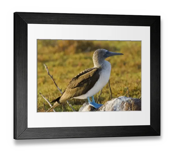Framed Print : Central America, Ecuador Framed Print : Central America, Ecuador