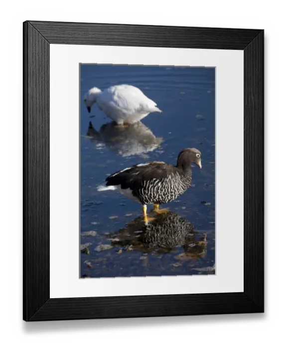 Framed Print : Falkland Island, Stanley. Endemic subspecies, Kelp goose, pair: white (m) brown (f) (wild Framed Print : Falkland Island, Stanley. Endemic subspecies, Kelp goose, pair: white (m) brown (f) (wild