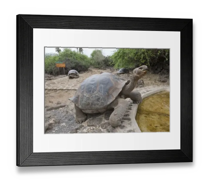 Framed Print : Central America, Ecuador Framed Print : Central America, Ecuador