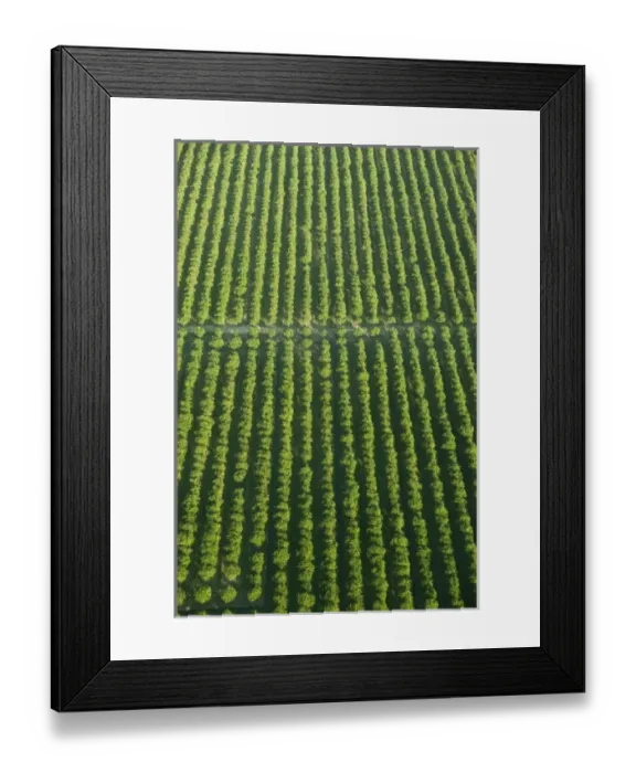 Framed Print : Central America, Belize Framed Print : Central America, Belize