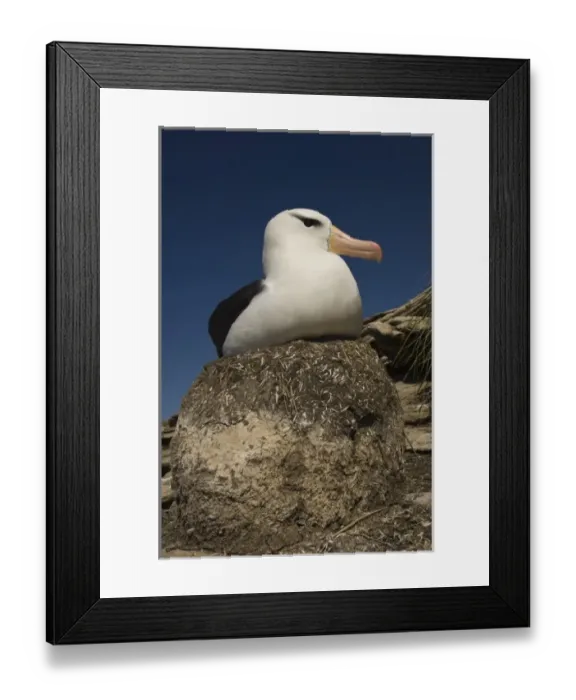 Framed Print : Unknown. Black-browed Albatross (Thalassarche melanophrys) on nest.