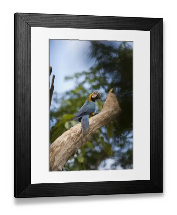 Framed Print : Blue and Yellow Macaw (Ara ararauna), Cocaya River. Eastern Amazon Rain Forest. Border