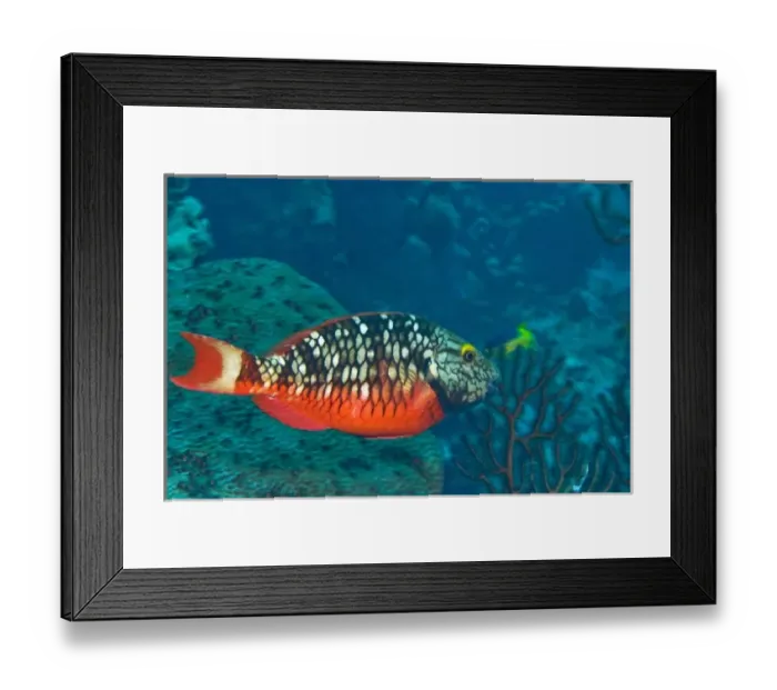Framed Print : Stoplight Parrotfish (Sparisoma varide) Hol Chan Marine Preserve, Belize Barrier