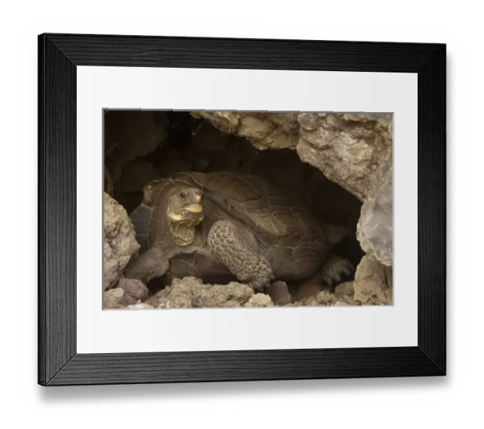 Framed Print : Central America, Ecuador Framed Print : Central America, Ecuador