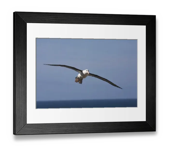Framed Print : A Black-browed albatross sores around the largest colony of black-browed albatross in the world
