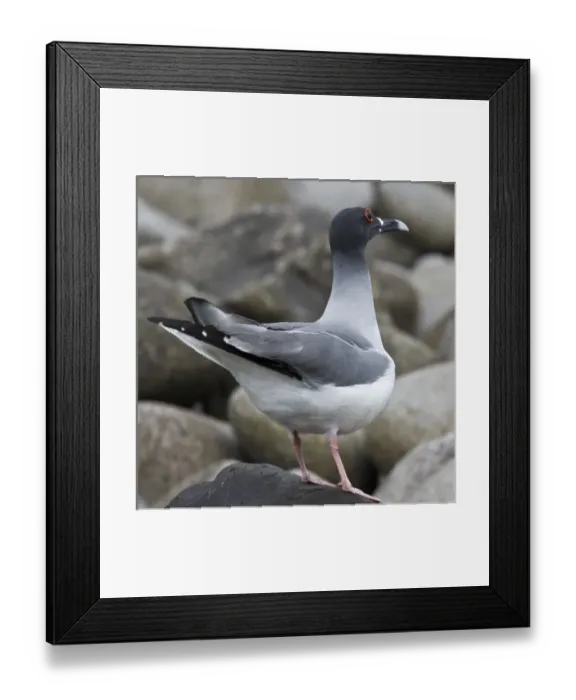 Framed Print : Central America, Ecuador Framed Print : Central America, Ecuador