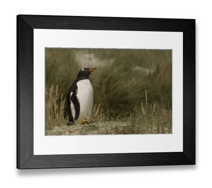 Framed Print : South America, Falkland Islands Framed Print : South America, Falkland Islands