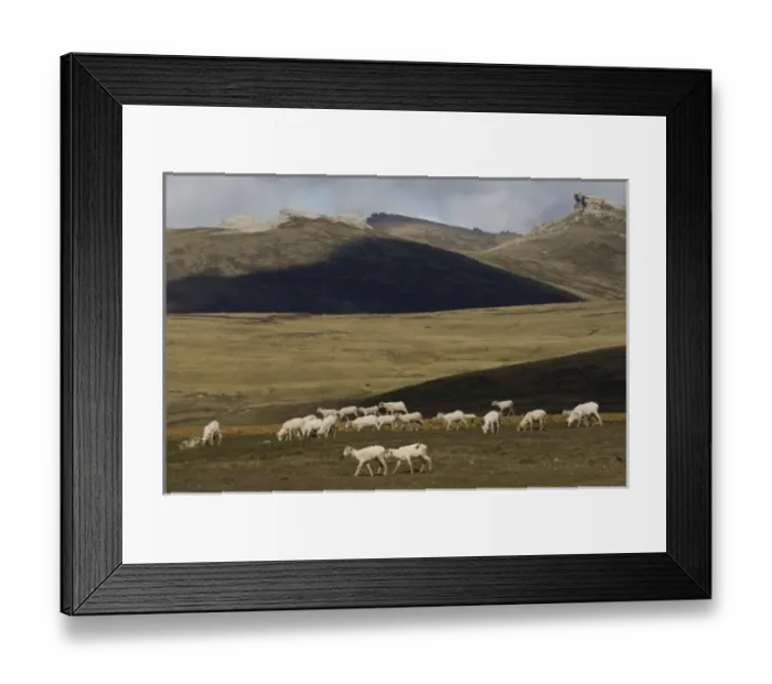 Framed Print : Sheep (hoggets-one year olds) after shearing. (Clippies) Port Howard, Northern end of West Falkland