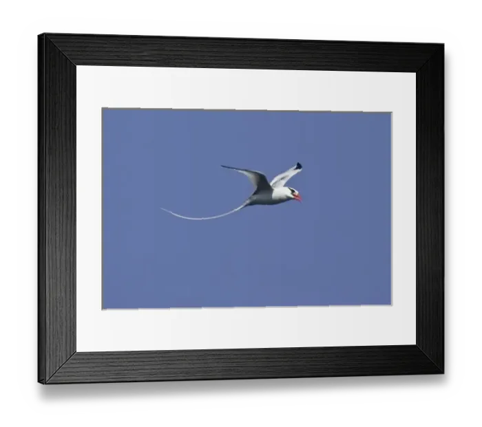 Framed Print : Ecuador. A red-billed Tropicbird in flight at Espaniola Island in the Galapagos