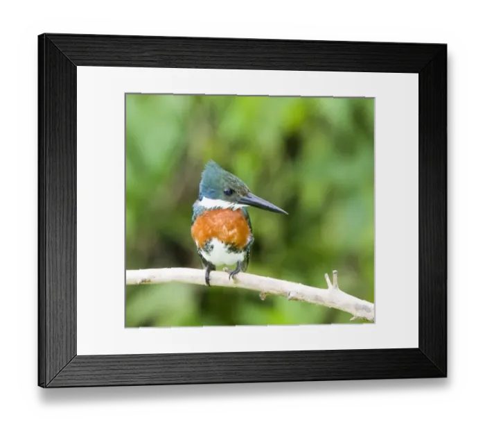Framed Print : South America, Brazil, Pantanal. Ringed kingfisher perched on limb Framed Print : South America, Brazil, Pantanal. Ringed kingfisher perched on limb