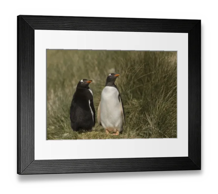 Framed Print : South America, Falkland Islands