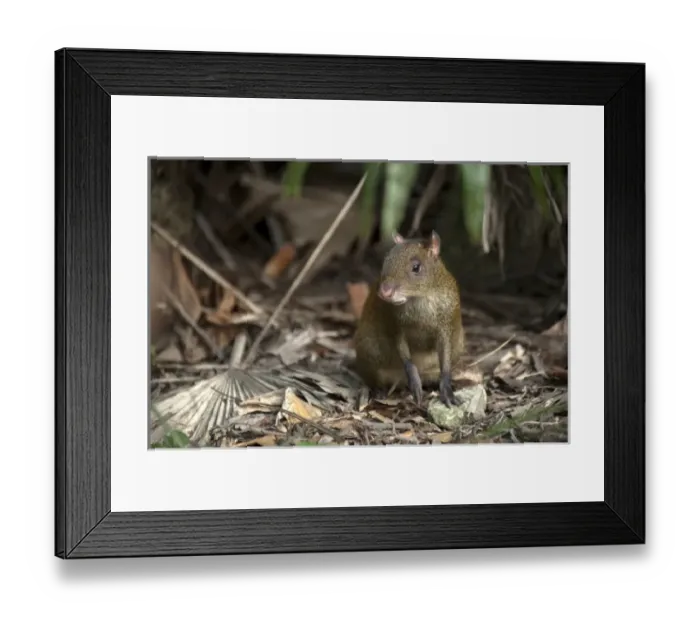 Framed Print : Central America, Belize Framed Print : Central America, Belize
