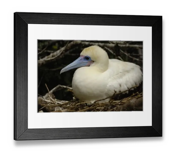 Framed Print : Central America, Ecuador Framed Print : Central America, Ecuador