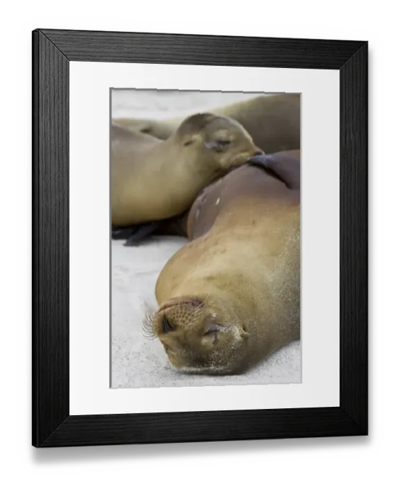 Framed Print : Central America, Ecuador Framed Print : Central America, Ecuador