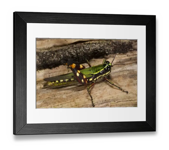 Framed Print : Central America, Ecuador
