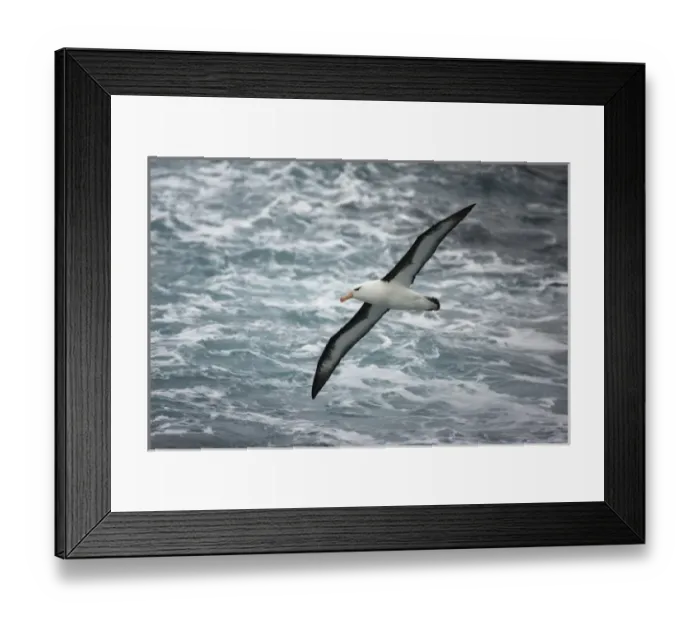 Framed Print : Black-browed Albatross, Diomedea melanophris, soaring over the Antarctic Ocean, Falkland Islands Framed Print : Black-browed Albatross, Diomedea melanophris, soaring over the Antarctic Ocean, Falkland Islands