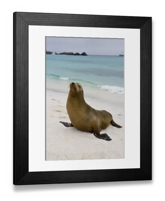 Framed Print : Ecuador. A sea lion poses on a beach in the Galapagos Islands