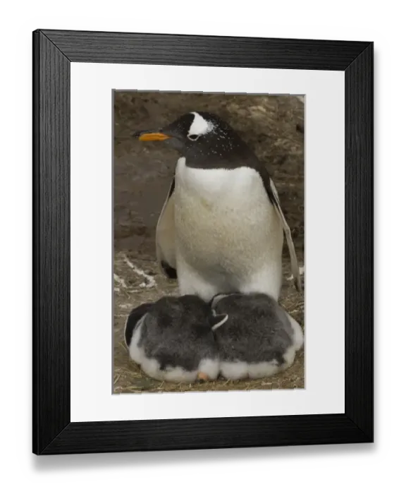 Framed Print : South America, Falkland Islands