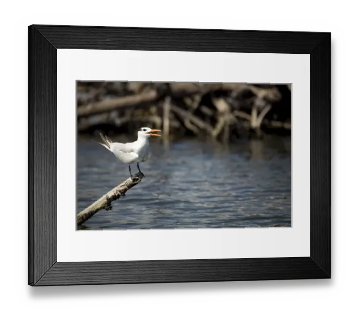 Framed Print : Interior Least Tern (Sterna Antillarum) on log over Monkey River, Stann Creek District, Belize Framed Print : Interior Least Tern (Sterna Antillarum) on log over Monkey River, Stann Creek District, Belize