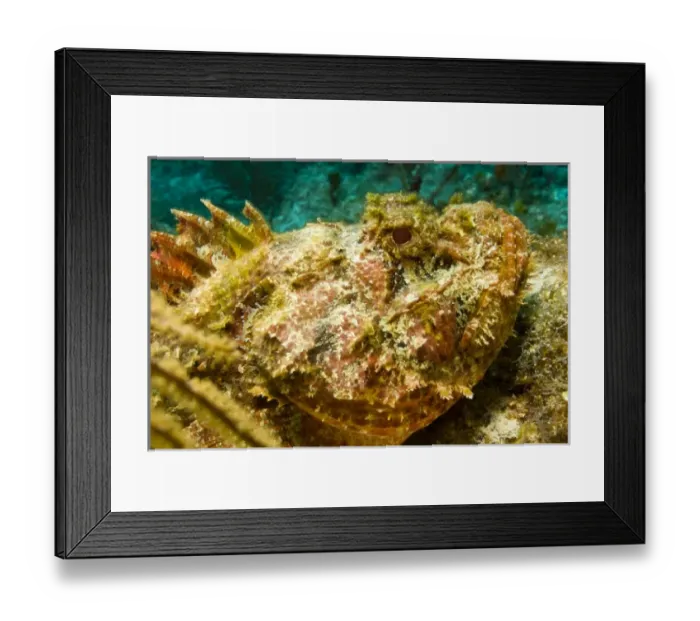 Framed Print : Central America, Belize