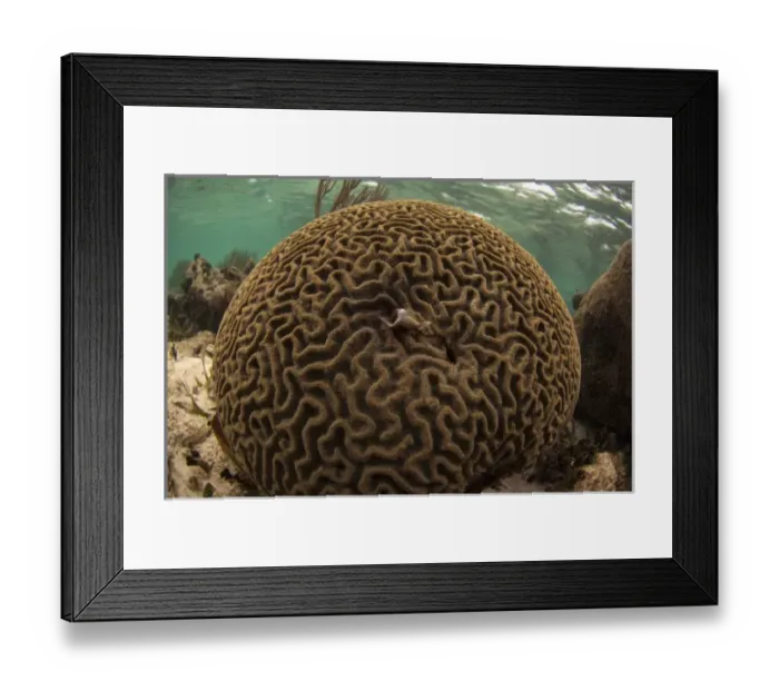 Framed Print : Grooved Brain Coral (Diploria labyrinthiformis) Coral Reef Island, Belize Barrier Reef