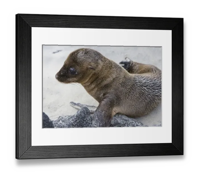Framed Print : Ecuador. Galapagos Sea Lion pup on the beach Framed Print : Ecuador. Galapagos Sea Lion pup on the beach