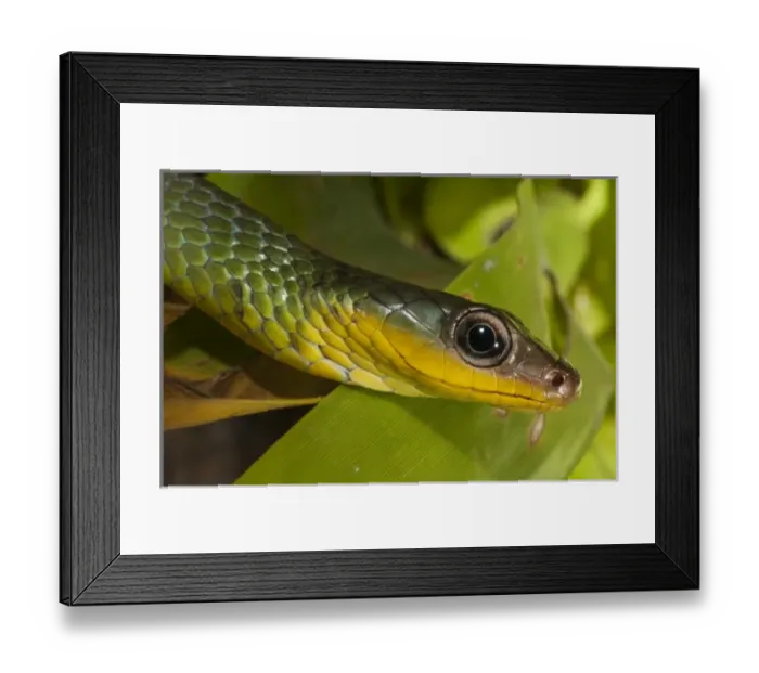 Framed Print : Sipo Snake