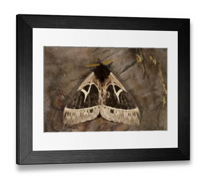 Framed Print : Saturnid Moth, Mindo, Cloud Forest, West slope of Andes, Ecuador Framed Print : Saturnid Moth, Mindo, Cloud Forest, West slope of Andes, Ecuador