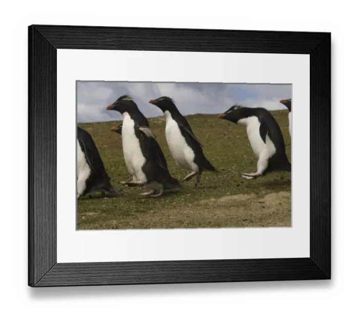 Framed Print : Rockhopper Penguin highway (Eudyptes chrysocome chrysocome) Pebble Island Framed Print : Rockhopper Penguin highway (Eudyptes chrysocome chrysocome) Pebble Island