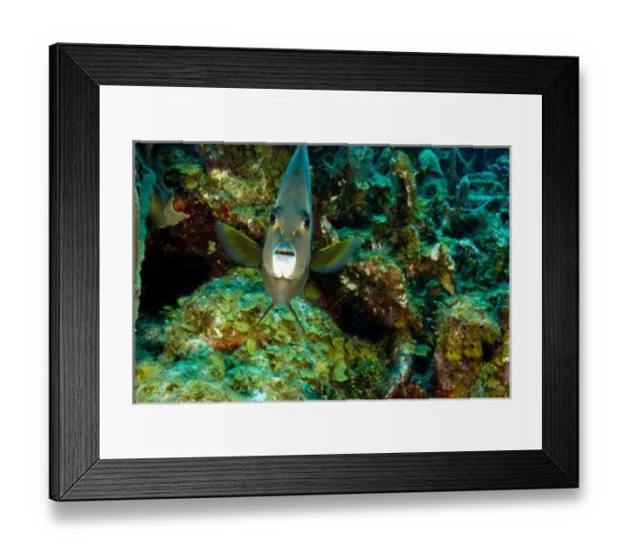 Framed Print : Gray Angelfish (Pomacanthus arcuatus) Hol Chan Marine Preserve, Belize Barrier Reef-2nd Framed Print : Gray Angelfish (Pomacanthus arcuatus) Hol Chan Marine Preserve, Belize Barrier Reef-2nd