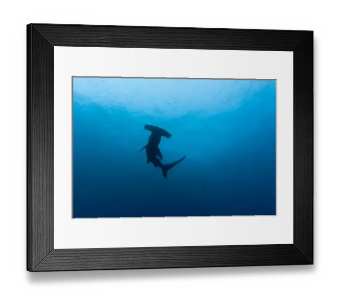 Framed Print : Ecuador, Galapagos Islands National Park, Underwater view of Hammerhead Shark (Sphyrna Framed Print : Ecuador, Galapagos Islands National Park, Underwater view of Hammerhead Shark (Sphyrna