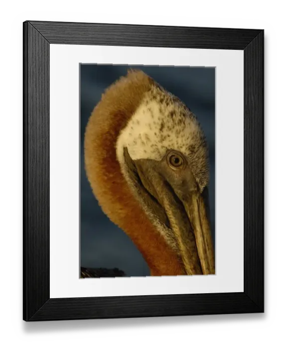Framed Print : A portrait of a Brown Pelican (Pelecanus occidentalis urinator), Galapagos Islands Framed Print : A portrait of a Brown Pelican (Pelecanus occidentalis urinator), Galapagos Islands
