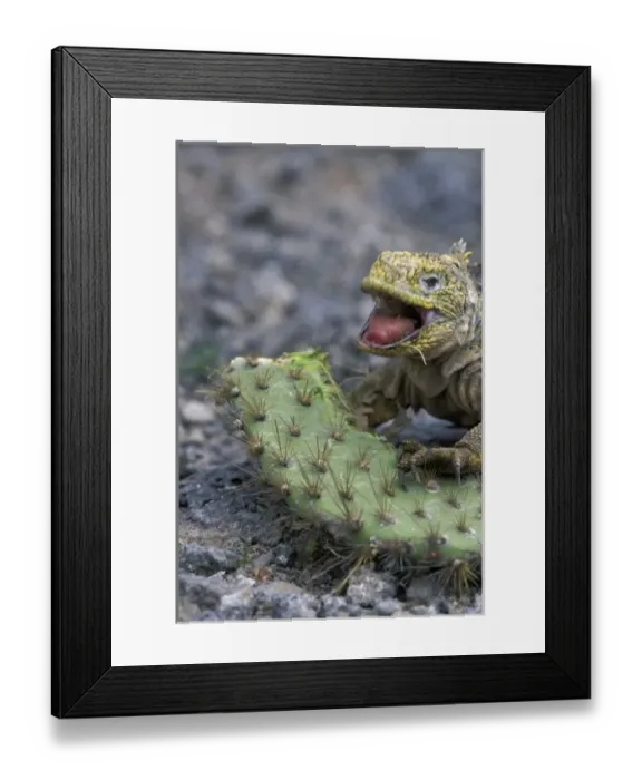 Framed Print : Ecuador, Galapagos Islands, Land Iguana (Conolophus subcristatus) feeding on Opuntia Framed Print : Ecuador, Galapagos Islands, Land Iguana (Conolophus subcristatus) feeding on Opuntia