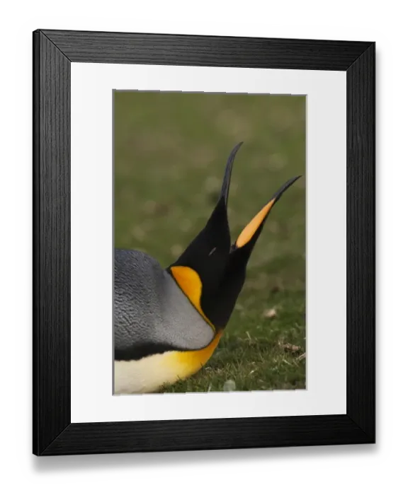 Framed Print : South America, Falkland Islands Framed Print : South America, Falkland Islands
